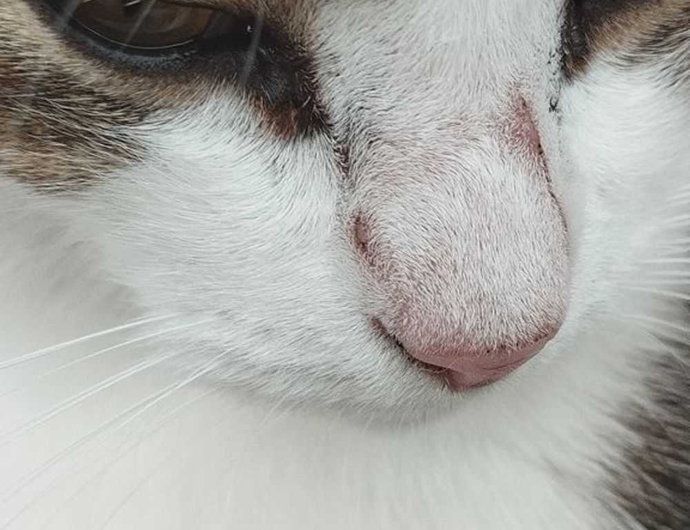 genboostermark software