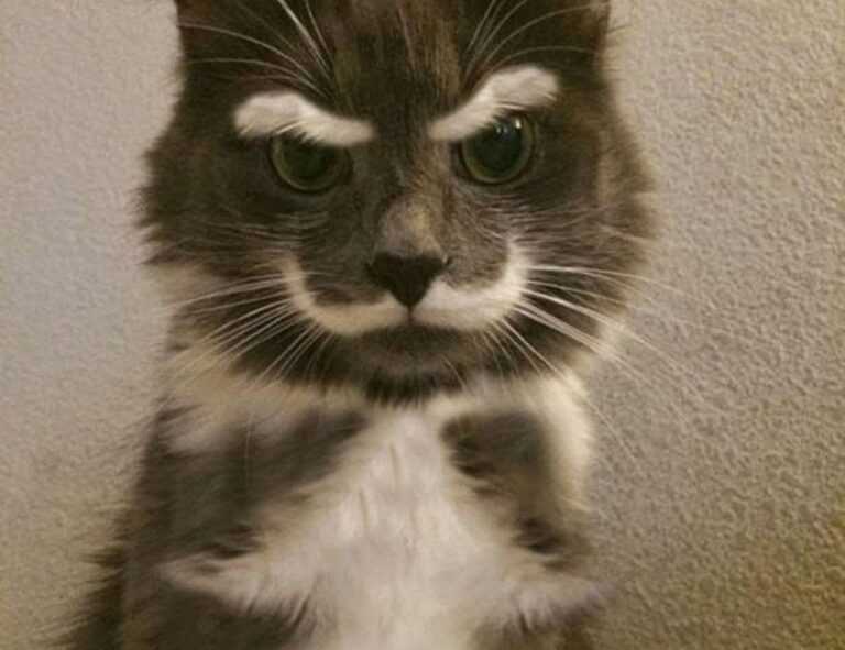 what is a game rogrand525 launcher pc