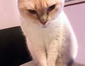 anya 41 rész magyarul