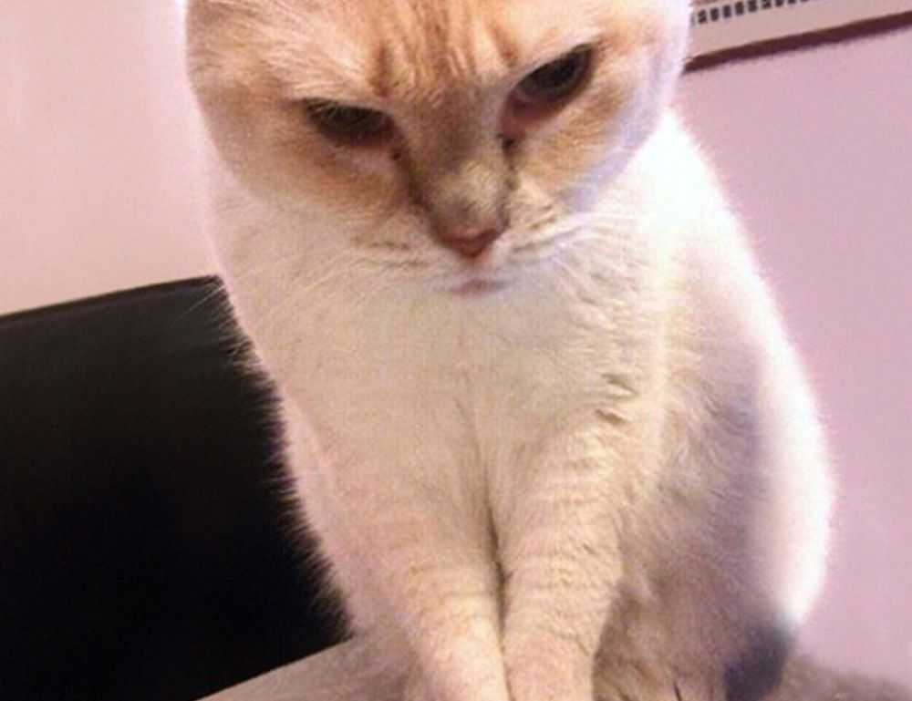 anya 41 rész magyarul