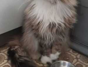 chabuca granda dibujo animado