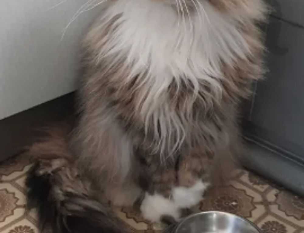 chabuca granda dibujo animado