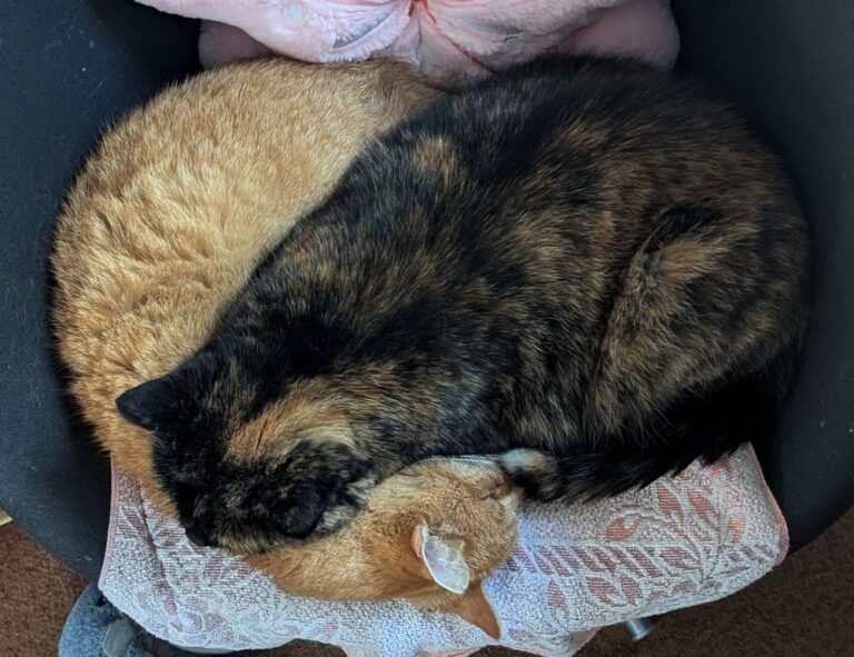 emma heesters onlyfans