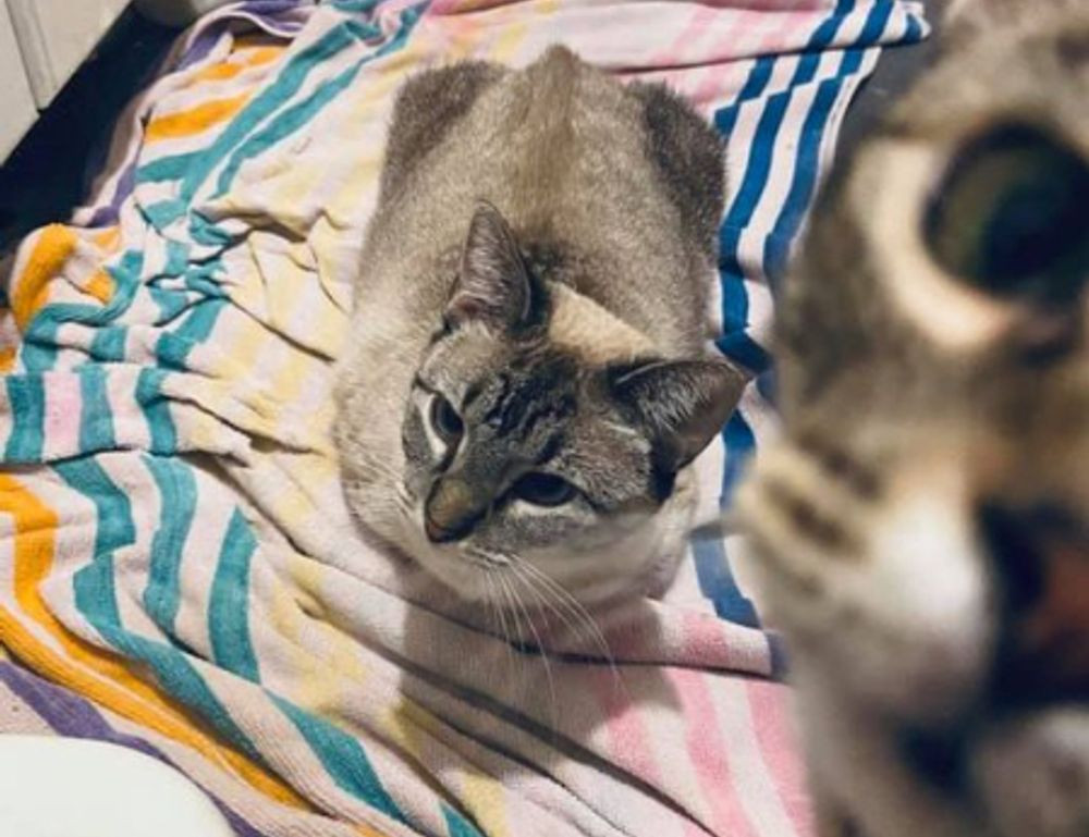 godinez el chavo cuerpo completo