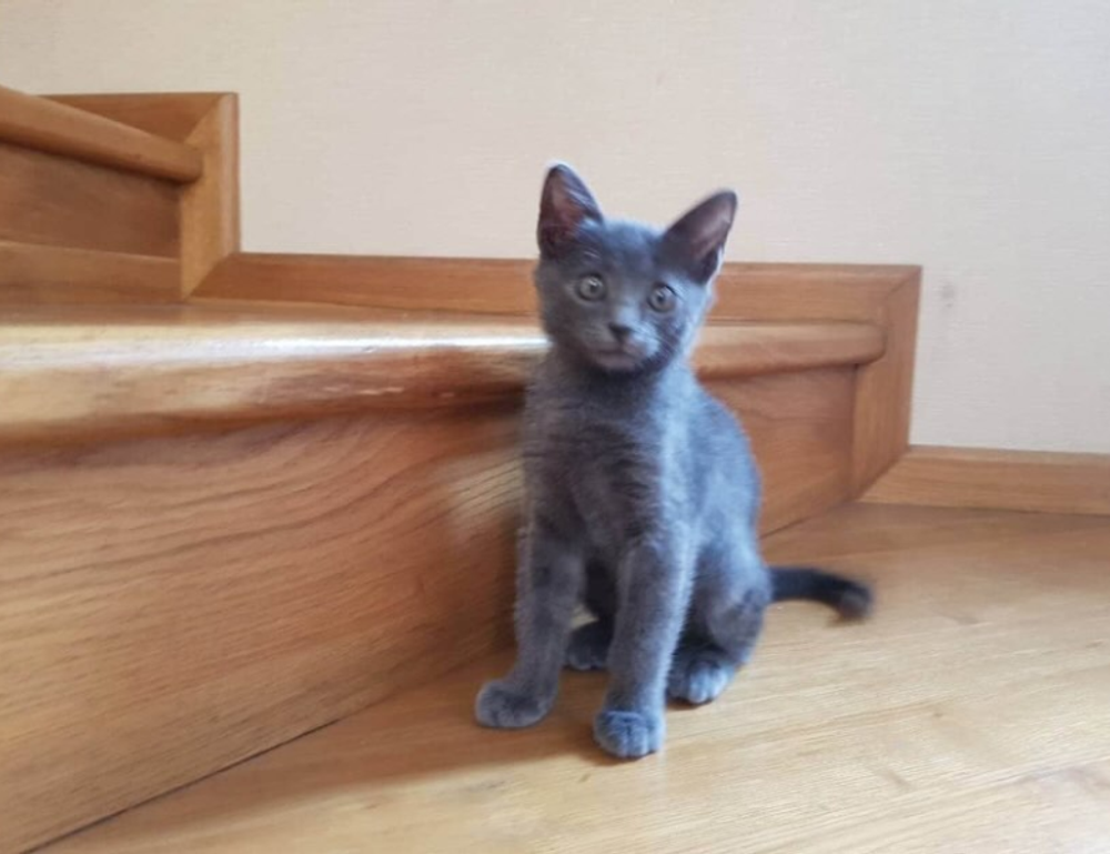 loki temporada 2 cuevana