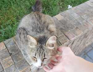 miss marie elisabeth