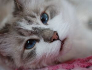 my melody y kuromi para colorear