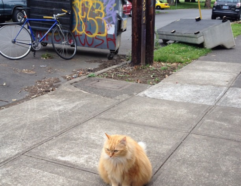 reborn as the enemy prince sub indo