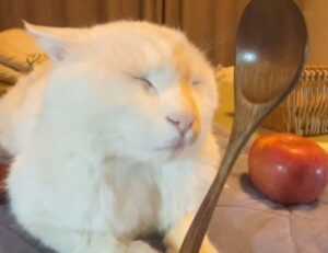 tatuaje liguero mandala