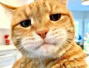 yali capkini sub indonesia lk21