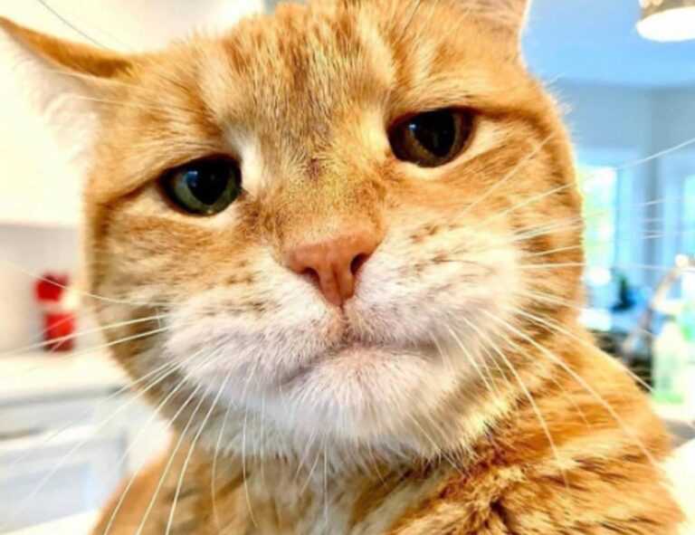 yali capkini sub indonesia lk21