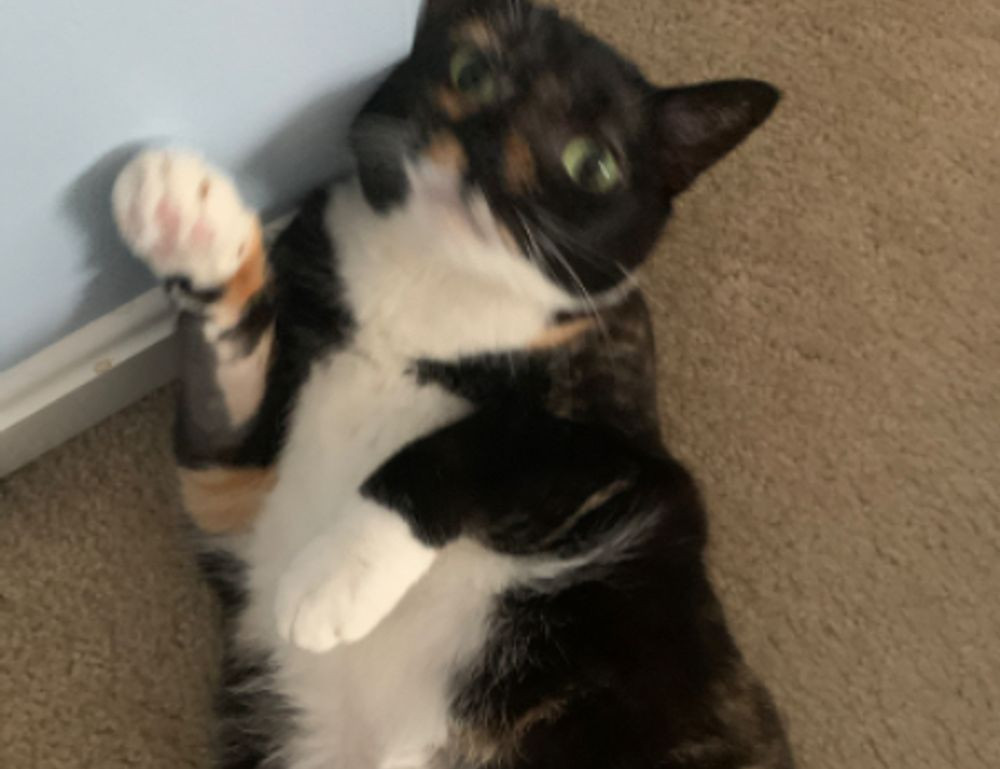 yalla shoot english nba live